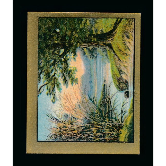 T57 Fable SeriesThe Oak and The Reed Exmt c04609