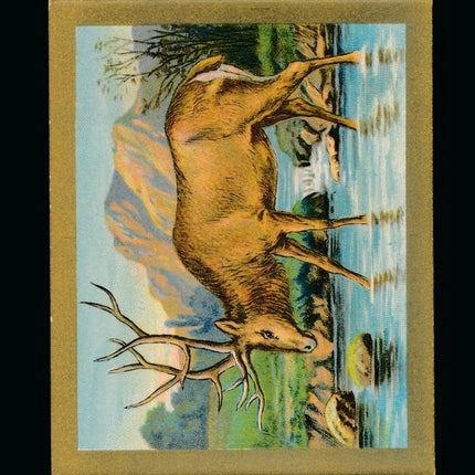T57 Fable Series The Stag and The Pool Ex+ c04612